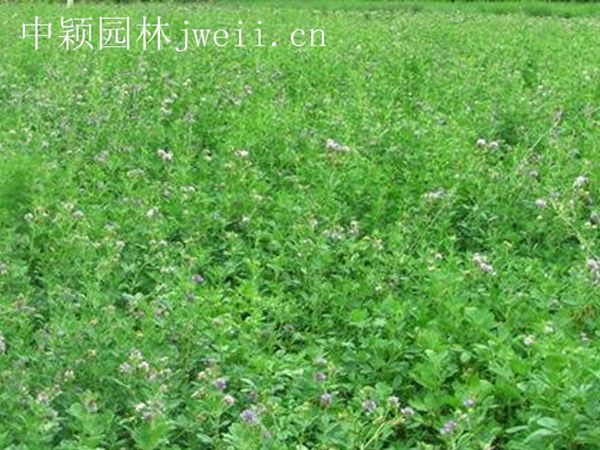 1701940199736486.jpg 紫花苜蓿.jpg