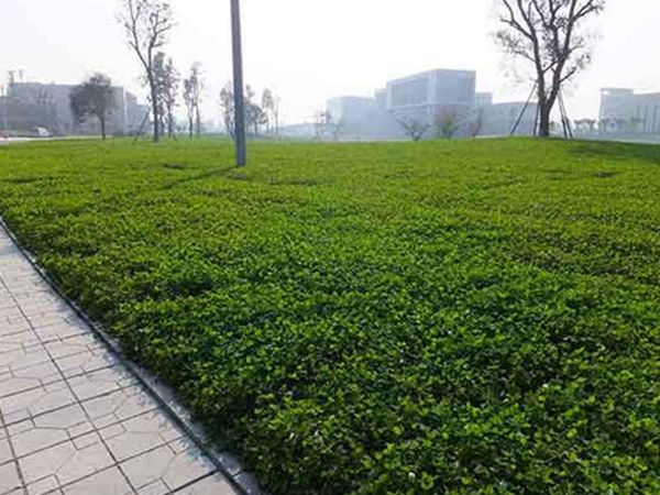 白三葉草13.jpg