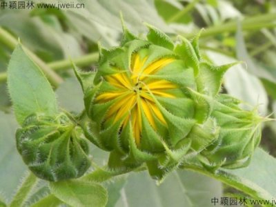 觀賞向日葵種植注意事項