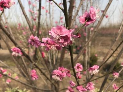 紅梅什么時候栽植比較好？
