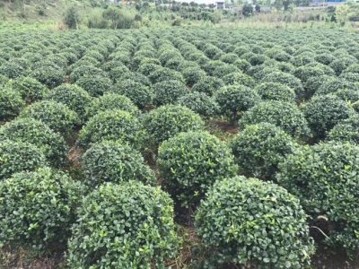 枸骨多少錢一棵，哪里有賣的