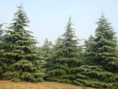 雪松什么時候栽植比較好？