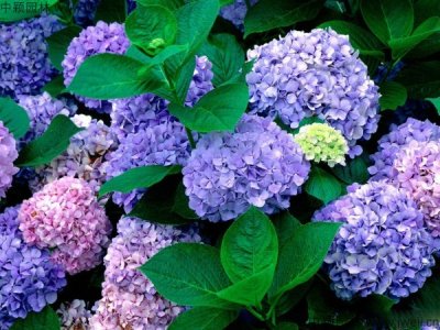 市場上最便宜的繡球花在哪里？