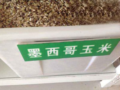 墨西哥玉米草種子批發價格是多少？