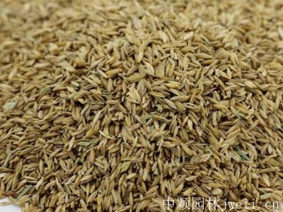 山東適合種植早熟禾嗎？