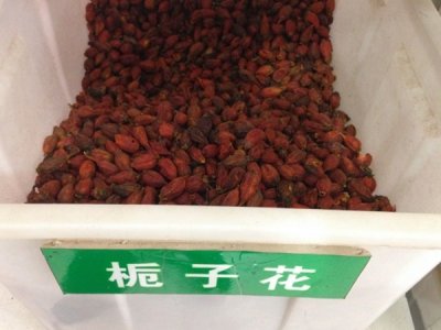 梔子花種子能發芽嗎？