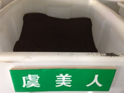 陜西冰島虞美人供應商哪家好？