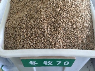 冬牧70黑麥草種植方法