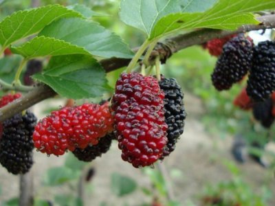 桑樹什么時候栽植比較好