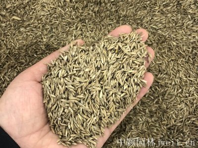 多年生黑麥草適合什么樣環境生長？