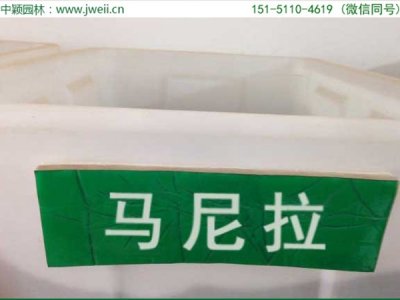 北方種植黑麥草必須注意那幾點？
