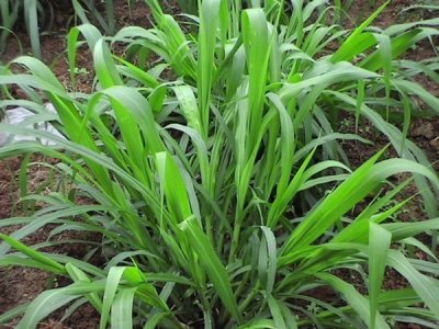 皇竹草東北可以種植嗎？