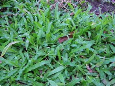 大葉油草如何管理？