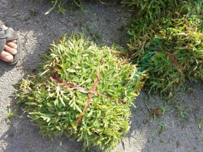 大葉油草哪里有賣？