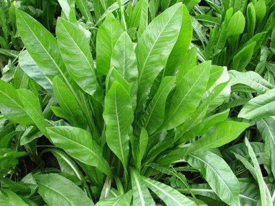 菊苣常見病蟲害防治方法