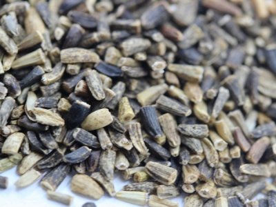 菊苣種子多少錢一斤？