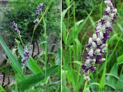 再力花播種后幾天發芽？