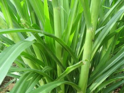 皇竹草是多年生的嗎？