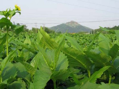 種植串葉松香草需要注意那些問題？