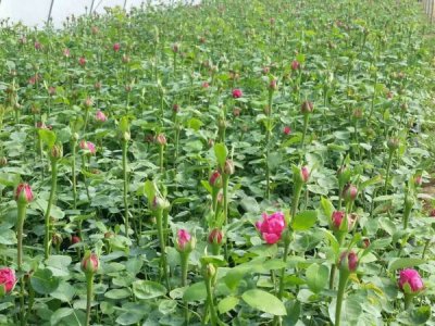 月季花的價格