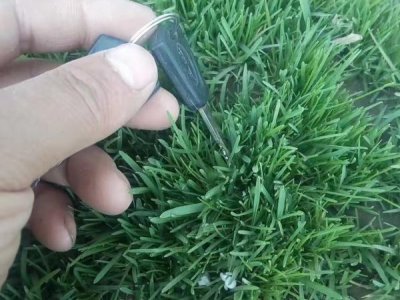 福建適合種植地毯草嗎？
