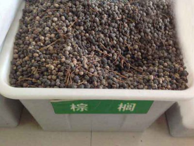 山東適合種植棕櫚嗎？
