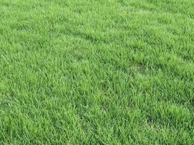黑龍江適合種植地毯草嗎？