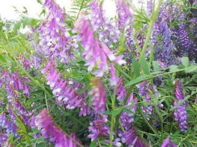 毛苕子種子種植方法  怎么種植？