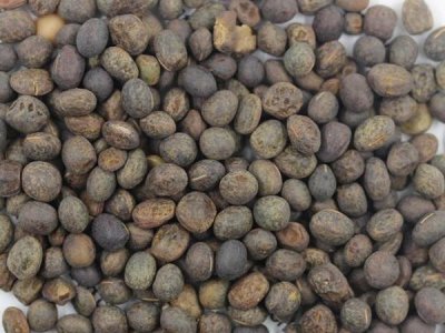 毛苕子種植方法有哪些？