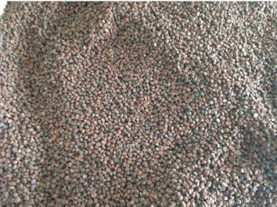 馬蘭花怎么養殖方法如何 馬蘭花怎樣養生長得更好