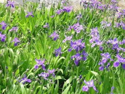 鳶尾耐陰嗎？