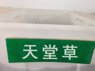 2月可以播種天堂草嗎？
