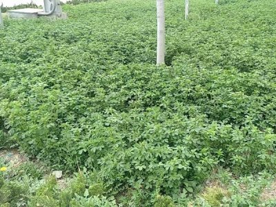 苜蓿草雞吃嗎？
