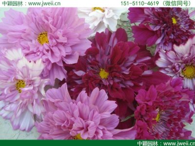 今年的格桑花種子明年還可以種嗎？