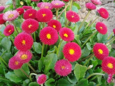 夏天能種雛菊嗎？