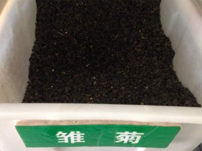 雛菊冬天播種多久能發芽？