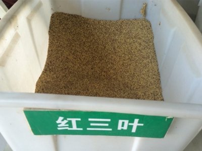 2月能種植紅三葉嗎？