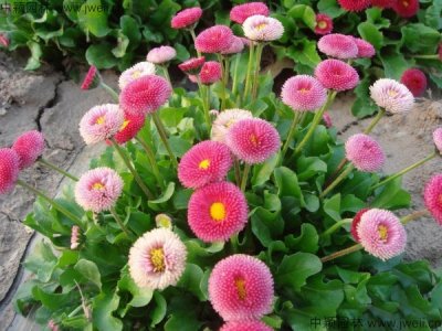 雛菊的花語是什么？