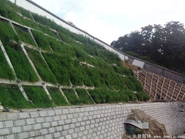 河提邊坡植草護坡綠化圖片 河提邊坡植草護坡綠化圖片