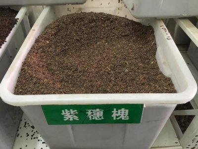 紫穗槐可以扦插嗎？
