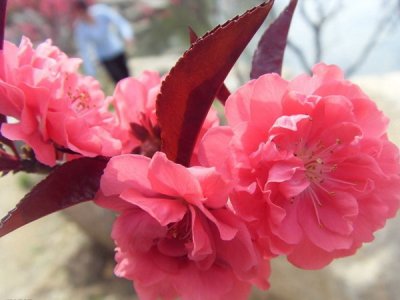 桃樹夏天能栽活嗎？