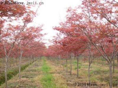 紅楓成活率高嗎？