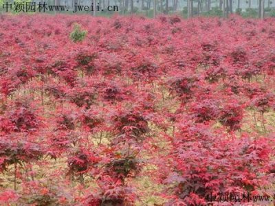 廣東能種紅楓嗎？