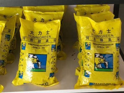 甜高梁可以喂豬嗎？