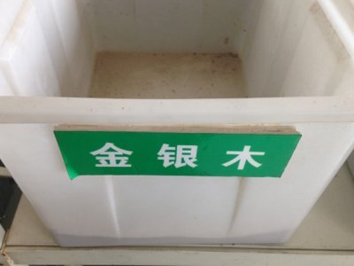 哪里賣金銀木或金銀木種子呢？