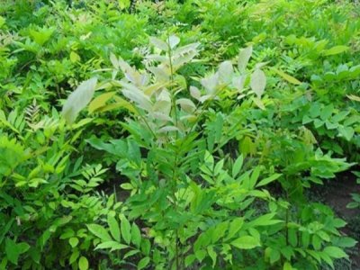 紫藤夏天能曬太陽嗎？