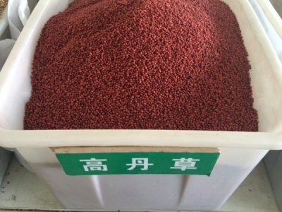 高丹草養殖牛羊東北可以種嗎？