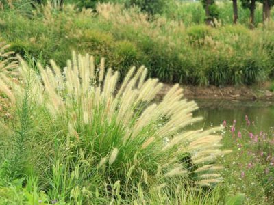 狗尾草開花嗎？