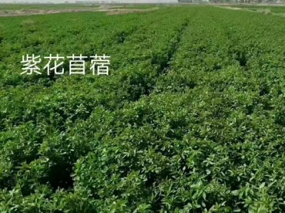 紫花苜蓿可以和黑麥草混播嗎？