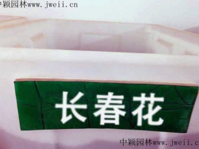 長春花北方能種嗎？